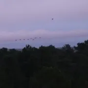 Les grues gourmandes en Pays Morcenais - Le coucher