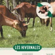 Les Hivernales