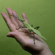 Les Insectes au secours de la planète