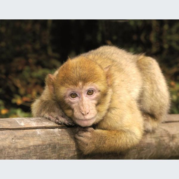 Montagne Des Singes A Kintzheim Alsace Tarif Horaires Prix Itineraire