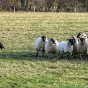 Les moutons de Fonteneuille et les chiens Border Collie