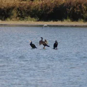 Les oiseaux de l\'étang de Rassuen avec la LPO