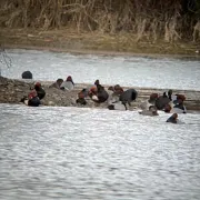 Les oiseaux de la Baisse de Raillon