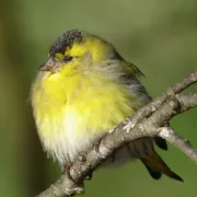 Les Oiseaux des Bords de Vienne - Limoges