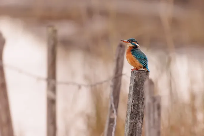 Les oiseaux des Marais de Beauchamp