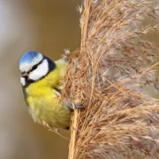 Les oiseaux des villes et des jardins - Limoges