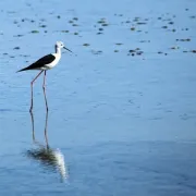 Les oiseaux des zones humides avec la LPO