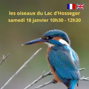 Les oiseaux du lac d'Hossegor