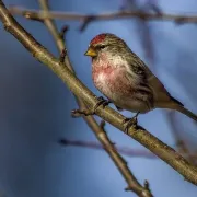 Les oiseaux hivernants