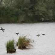 Les oiseaux hivernants de la Réserve de Chérine