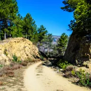 Les Pins De Salzmann Et L\'Histoire De La Foret En Conflent