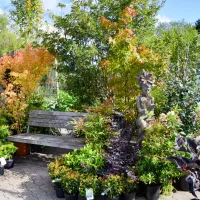 Les plantes se parent de leurs plus belles couleurs d'automne DR