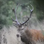 Les Sorties Nature - Ecouter Le Brame Du Cerf