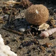 Les Trésors De La Plage