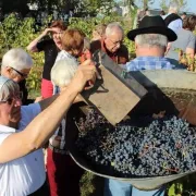 Les vendanges de la Cité Libre du vieux Thouars