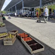 Marché aux Fruits et Légumes au gros