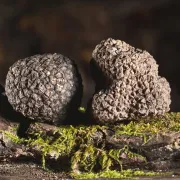 Marché Aux Truffes