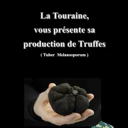 Marché aux truffes