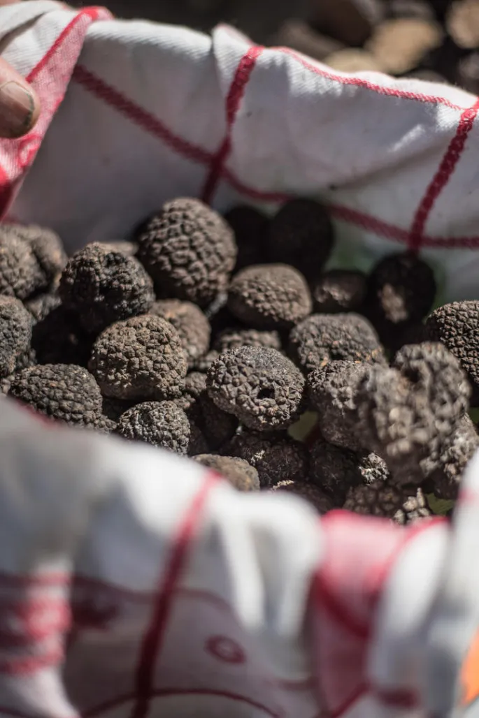 Marché aux Truffes