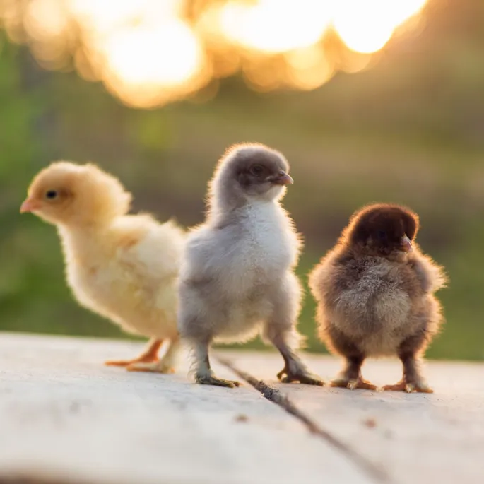 Marché aux Œufs et aux Poussins de Soultzmatt