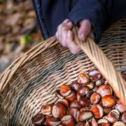 Marché d\'automne