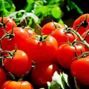 Marché de Huisseau-sur-Mauves - Dimanche