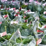 Marché des Sapins