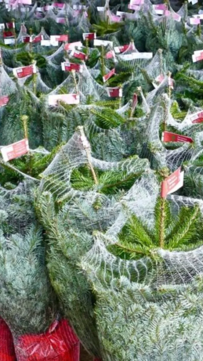 Marché des Sapins