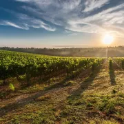 Marché gourmand des vignerons