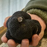 Marchés traditionnels primés au gras et aux truffes