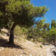 Marseille Libérée