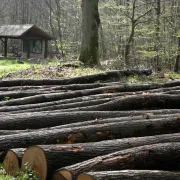 Mois du doc : Forêt, le grand réveil