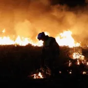 Mois du doc : Les Gardiens de la forêt des Landes