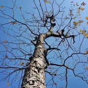 Mon arbre totem au crépuscule