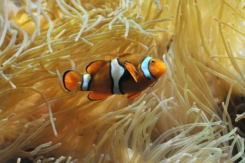 Poisson clown au Museum Aquarium de Nancy