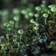 Mystérieux mycètes, une biodiversité discrète de formes et de couleurs au Musée Bernard d'Agesci à Niort