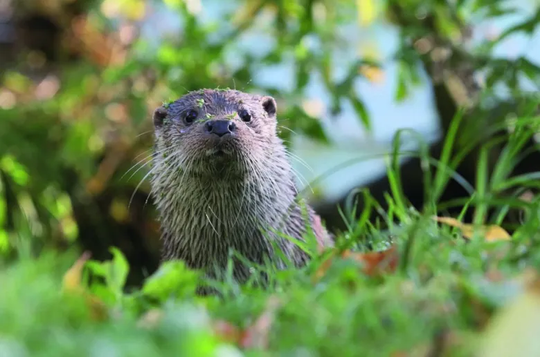 La loutre, la star du NaturOparC