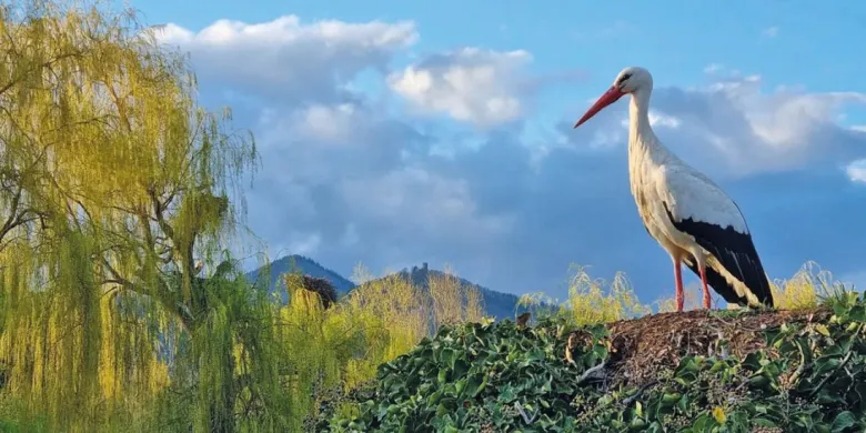 La Cigogne blanche d'Alsace vous attend au NaturOparC, un parc dédié à la biodiversité alsacienne