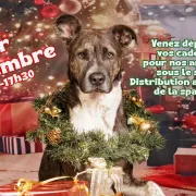 Noël des animaux | S.P.A de Bergerac