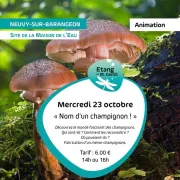 Nom d\'un champignon