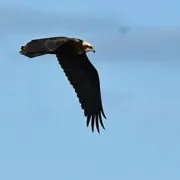 Observation de la migration des oiseaux à Cassis​