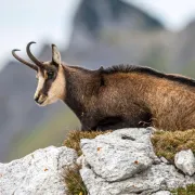 Observation Des Chamois