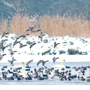 Oiseaux d'eau