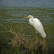 Oiseaux d\'eau : tout un monde à découvrir