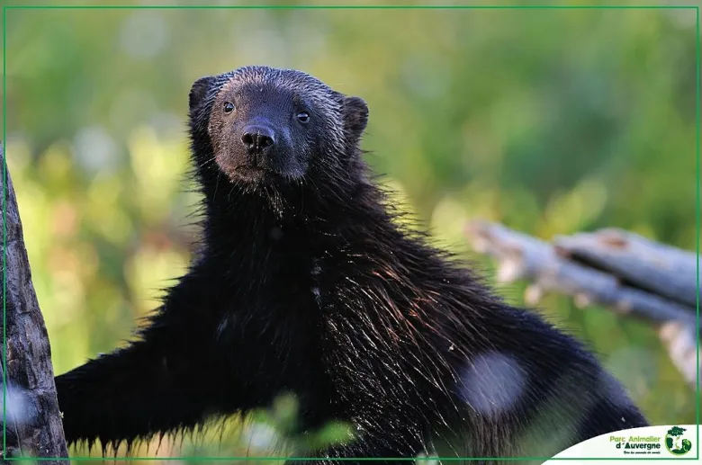 Glouton du Parc animalier d'Ardes