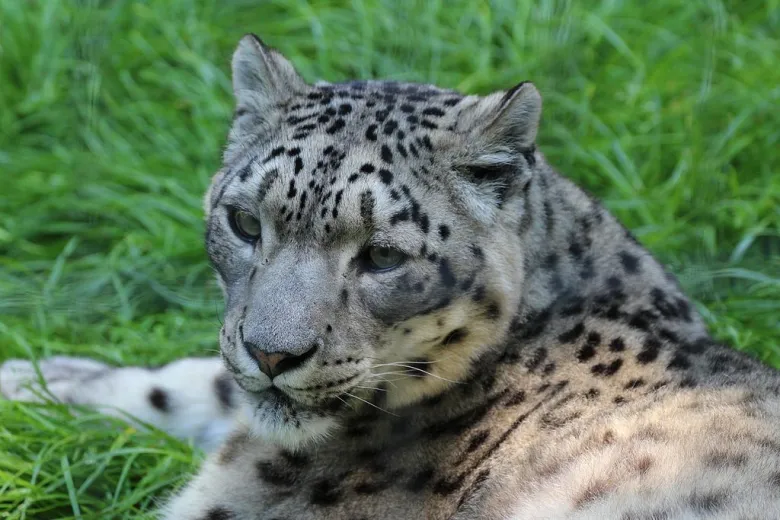 Panthère des neiges au Parc animalier d'Ardes