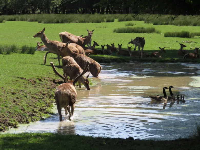 Les cerfs et biches au Parc animalier de Sainte Croix