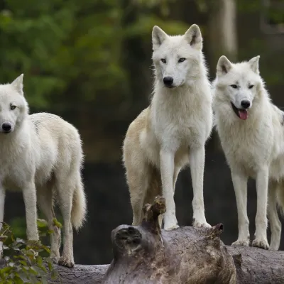 Parc animalier de Sainte-Croix