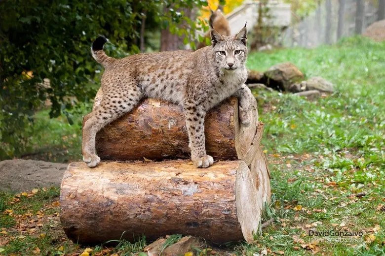 Lynx du zoo d'Argelès-Gazost