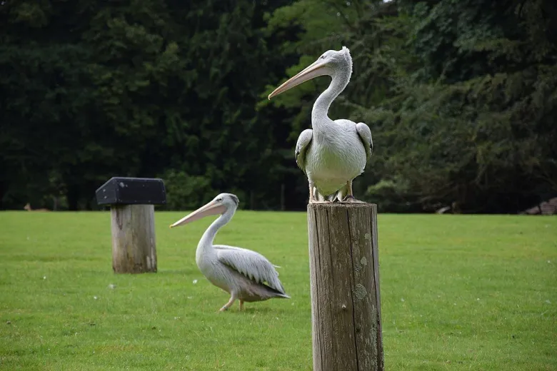 Parc de Branféré